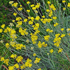 Curry plant helichrysum for sale  UK