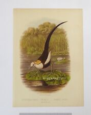 pheasant print for sale  North Berwick