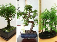 Bonsai foresta tradizionale @ vaso olmo cinese ginseng pianta da giardino all'aperto usato  Spedire a Italy