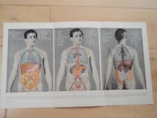 Human body anatomy for sale  NORWICH