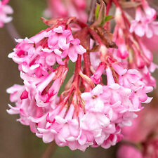 Viburnum charles lamont for sale  UK