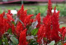 Celosia Plumosa Fresh Look Rojo 15 Semillas segunda mano  Embacar hacia Spain