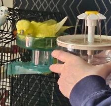 Small bird budgie for sale  BEDWORTH