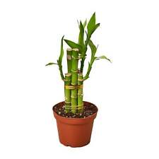 Dracaena lucky bamboo for sale  Seattle