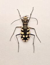 cicindela usato  Roma