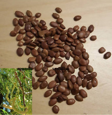 Algarrobo chileno - mesquite - mezquite  prosopis chilensis 20 semillas - seeds , usado segunda mano  Embacar hacia Argentina
