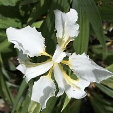 Iris tectorum alba for sale  IPSWICH