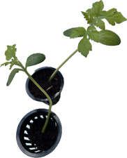 Two organic hydroponic for sale  Blackwood