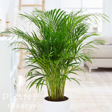 100cm dypsis lutescens for sale  UK