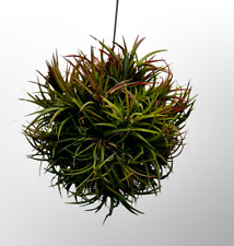 Excellent cluster tillandsia for sale  Shipping to Ireland