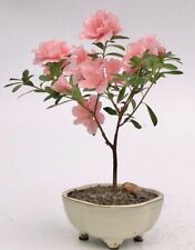 Pink azalea bonsai for sale  Patchogue