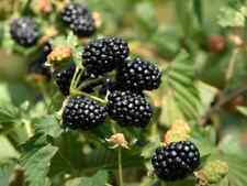 Ponca blackberry plant for sale  Weyauwega