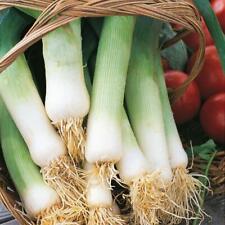 Leek musselburgh vegetable for sale  Shipping to Ireland