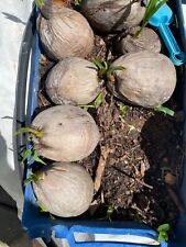 coconut seed for sale  USA