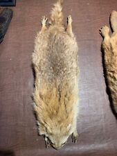 Antique taxidermy mount for sale  Masontown