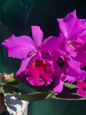 Cattleya mossiae darker for sale  USA