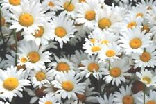 Wild lawn daisy for sale  EXETER