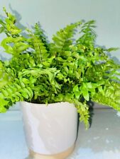 Boston fern sword for sale  SOUTHAMPTON