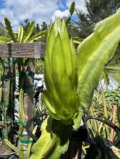 Dragon fruit plant for sale  Kissimmee