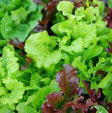 Lettuce seed babyleaf for sale  AYLESBURY