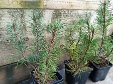 Pinus mugo pumilo for sale  PONTEFRACT