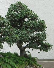 Samen pflanzkübel bonsai gebraucht kaufen  Deutschland