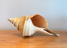 Syrinx Aruanus XXL, 530mm Australian Trumpet Seashell 1970s. QLD. RARE for sale  Shipping to South Africa