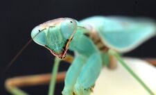 Giant praying mantis for sale  KETTERING
