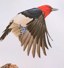 Birds wildlife red for sale  Sahuarita