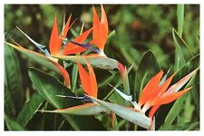 Bird Paradise Strelitzia Reginae Exotic Flowers South Africa Wob Chrome Postcard, used for sale  Shipping to South Africa