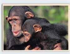 Postcard chimpanzee for sale  Stevens Point