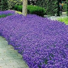Italian lavender seeds for sale  Tarpon Springs