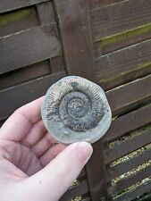 Dactylioceras whitby yorkshire for sale  YORK