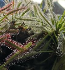 Cape sundew seeds for sale  SCARBOROUGH