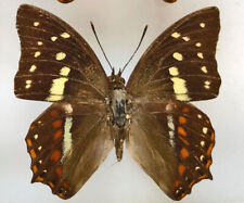 Nymphalidae POLYURA CAPHONTIS CAPHONTIS****male  Nr.2   ****FIJI, used for sale  Shipping to South Africa