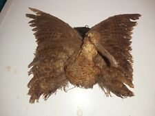 Taxidermy woodcock for sale  EVESHAM