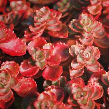 Sedum blood red for sale  Shipping to Ireland
