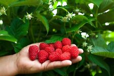 Giant raspberry viable for sale  EXETER