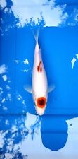 imported koi japanese for sale  Lakeland