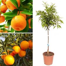 1.2m mandarin citrus for sale  LIVERPOOL