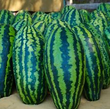 Giant jubilee watermelon for sale  Minneapolis