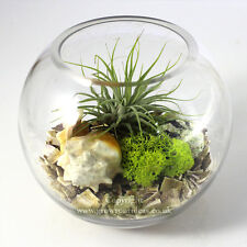 Air plant kit for sale  LEIGH