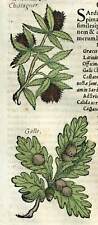 Grabado Impresión Ilustración Antigua 1543 The Chestnut et La Wales Of Oak segunda mano  Embacar hacia Mexico