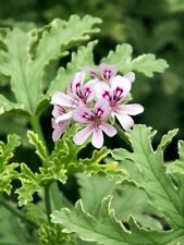 Scented pelargonium lady for sale  MAIDSTONE