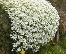 White rockcress flower for sale  New Hill