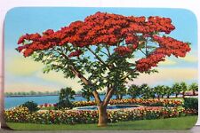 royal poinciana tree for sale  Wilmington