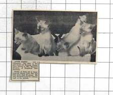 1958 cute siamese for sale  BISHOP AUCKLAND