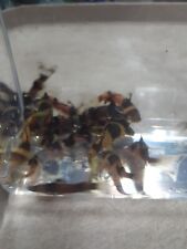 Bumble bee catfish for sale  De Leon Springs