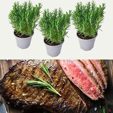 Barbeque rosemary herb for sale  GLASGOW
