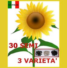 Girasole gigante sunflower usato  Italia
